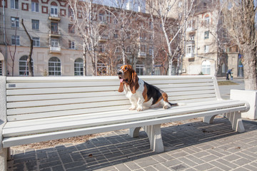 basset hound dog spring in the park - Powered by Adobe