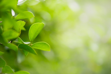 Green leaf on blurred greenery background. Beautiful leaf texture in nature. Natural background. close-up of macro with free space for text.