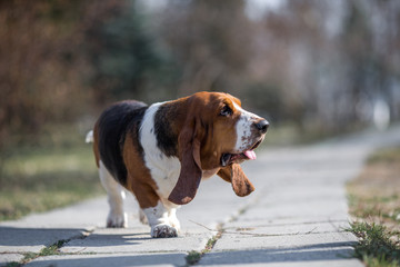 basset hound dog spring in the park