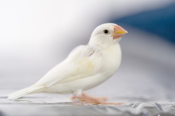 White little bird on the ground