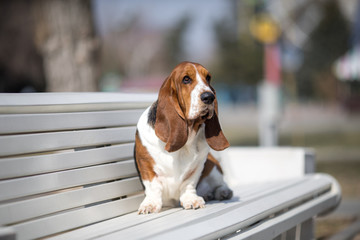 basset hound dog spring in the park