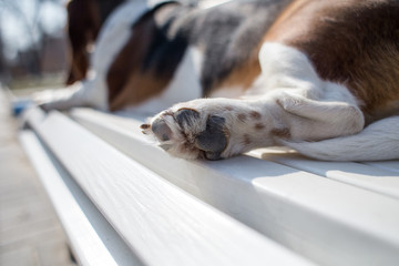 basset hound dog spring in the park