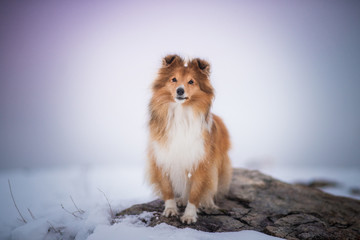Shetland sheepdog - in winter