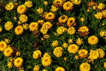 Fototapeta premium Garten-Strohblumen