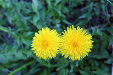 Due fiori gialli con sfondo verde