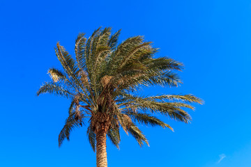 Naklejka premium Palm tree on the blue sky background