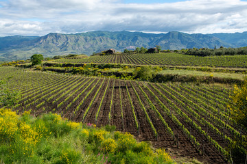 Fototapeta na wymiar Landscape with green vineyards in Etna volcano region with mineral rich soil on Sicily, Italy