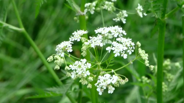 Flowers wild Hemlock. Umbrella plants in the natural environment.
