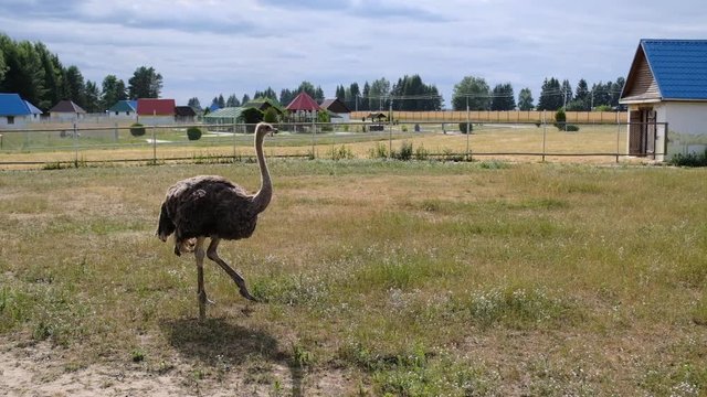 Farm with ostriches. Ostriches running around the fence. 