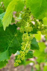 Young green unripe grape vines in vineyard close up