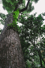 ◉Landscape of Nagaoka Tenmangu◉