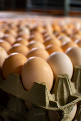 Obraz premium Modern packing, handling and transportation to incubators of organic hatching eggs in Europe, high level of automation