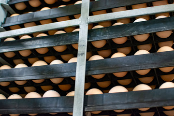 Modern packing, handling and transportation to incubators of organic hatching eggs in Europe, high level of automation