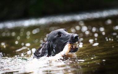 The Flat Coated Retriever