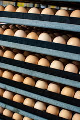 Modern packing, handling and transportation to incubators of organic hatching eggs in Europe, high level of automation