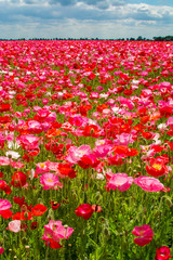 Colorful nature background, poppy fields with white, pink and red poppy flowers