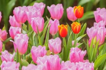 Soft focus Orange and Pink Tulip flower blossom in garden.