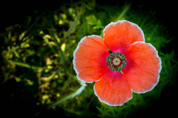 Fototapeta premium poppy flower in a garden