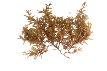 Pelagic brown algae in the genus Sargassum. The berry-like structures are gas-filled bladders known...