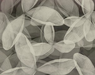 Abstract of white petals, white flowers background