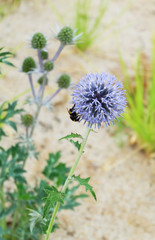Echinops and bumblebee on a bed in the park in summer