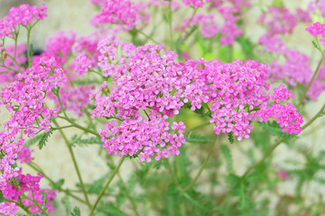 Bright pink decorative yarrow (Achillea millefolium) on a flower bed in the garden in summer.