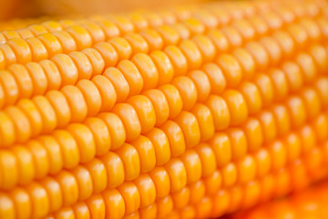 Fresh and golden raw maize crops seed patterns close-up views.