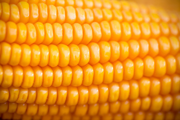 Fresh and golden raw maize crops seed patterns close-up views.