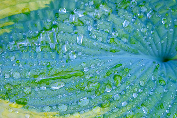 Drops of water after rain on a green leaf.