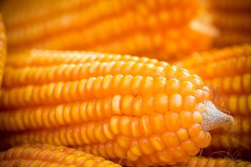 Fresh and golden raw maize crops seed patterns close-up views.