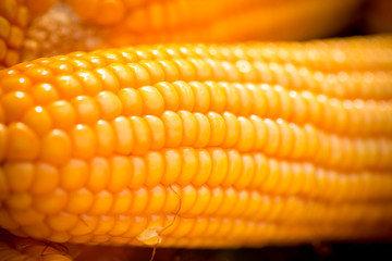 Fresh and golden raw maize crops seed patterns close-up views.