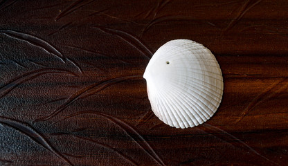 beautiful sea shells in dark background