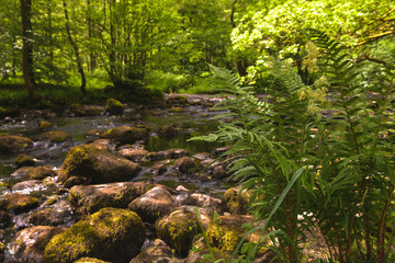 Paysage rivière  Royaumes-Unis