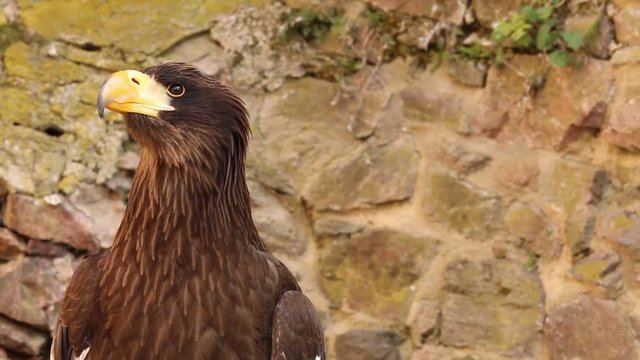 Aigle gros plan 