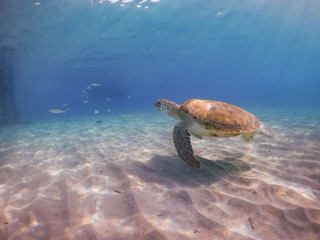 Fototapeta premium Views around the small Caribbean island of Curacao