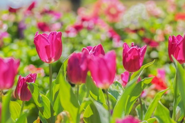 Soft focus Pink Tulip Flower Blossom in garden with nature blurred background.