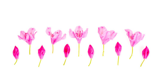 Pink small flowers and buds isolated on white background