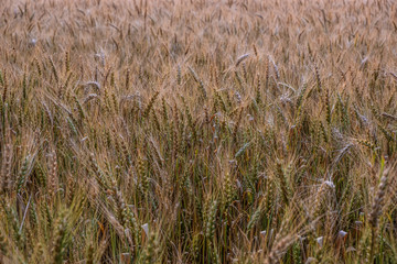 wheat field close up