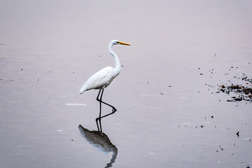 A great white egret hunting in fresh water.