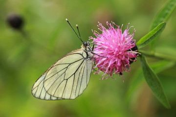  Papillon Aporia crategi Le Gazé