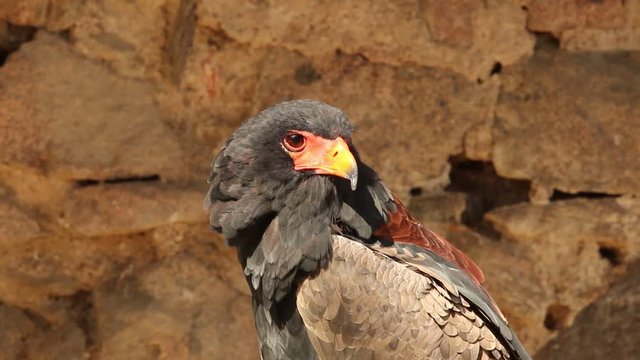 Rapace en gros plan