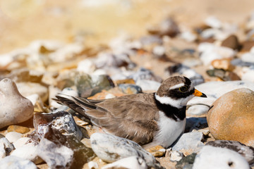 Charadrius smearing eggs on pebble beach