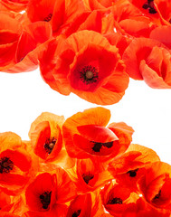 poppy flower - common poppy - Papaver rhoeas