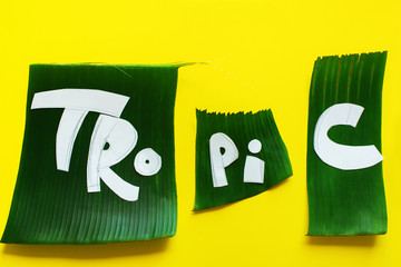 Word TROPICAL letters from green tropical leaves