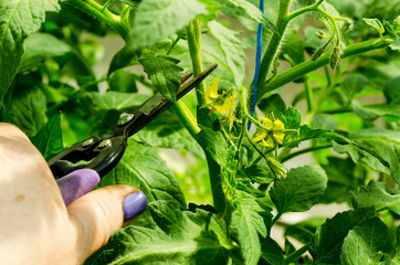 Pruning tomato plants, removing  stems. Studio Photo