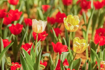 Soft focus white and yellow Tulips flower blossom in garden with nature blurred background.