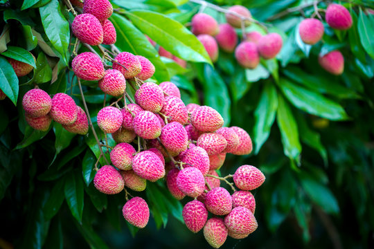 Brunch of fresh lychee fruits hanging on green tree.