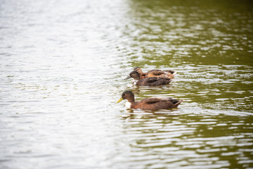 Duck family is swimming on a small pond