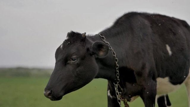 Black young calf tied to chain grazes on green lawn and looks around and into camera,there are lot of flies around him,he is chewing grass,background is blurred in bokeh,summer day