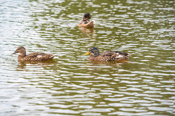 Duck family is swimming on a small pond